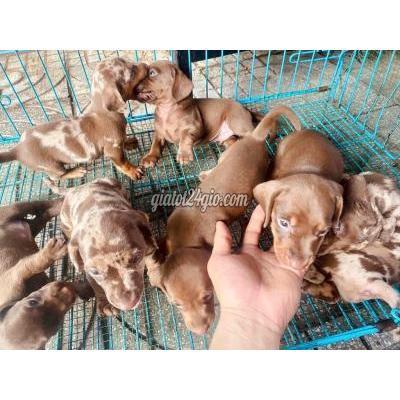 Chó Thành Phố Biên Hòa - Đồng Nai Chó Lạp Xưởng Nâu Scl Và Loang Nâu Thuần Chủng Chó Thành Phố Biên Hòa - Đồng Nai Chó Lạp Xưởng Nâu Scl Và Loang Nâu Thuần Chủng