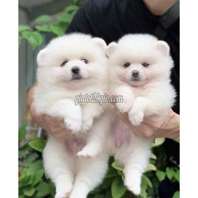 Chó Quận Thanh Xuân - Hà Nội Phốc Sóc Nhà Đẻ Siêu Cute Chó Quận Thanh Xuân - Hà Nội Phốc Sóc Nhà Đẻ Siêu Cute