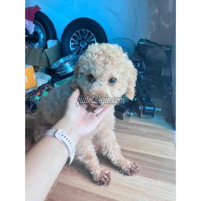 Chó Huyện Đông Anh - Hà Nội Chó Poodle Đực Trưởng Thành Chó Huyện Đông Anh - Hà Nội Chó Poodle Đực Trưởng Thành