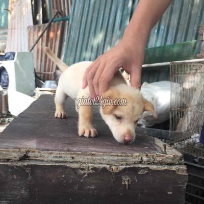 Chó Quận Tây Hồ - Hà Nội Chó Lai Bắc Hà