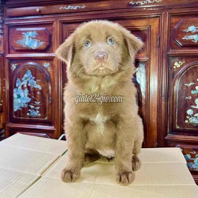 Chó Quận Nam Từ Liêm - Hà Nội Xù Bắc Hà Lửa Chó Quận Nam Từ Liêm - Hà Nội Xù Bắc Hà Lửa