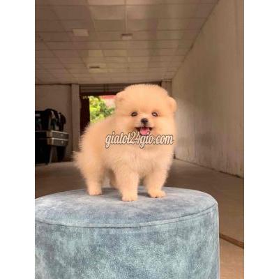 Chó Huyện Hoài Đức - Hà Nội Phốc Sóc Mặt Gấu Mini Chó Huyện Hoài Đức - Hà Nội Phốc Sóc Mặt Gấu Mini