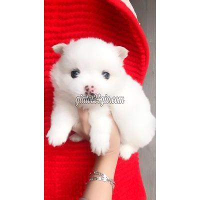 Chó Quận Cầu Giấy - Hà Nội Phốc Sóc Lai Nhật 2 Tháng Chó Quận Cầu Giấy - Hà Nội Phốc Sóc Lai Nhật 2 Tháng