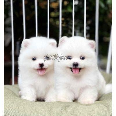 Chó Quận Hoàng Mai - Hà Nội Phốc Sóc Mini Nhà Đẻ Chó Quận Hoàng Mai - Hà Nội Phốc Sóc Mini Nhà Đẻ