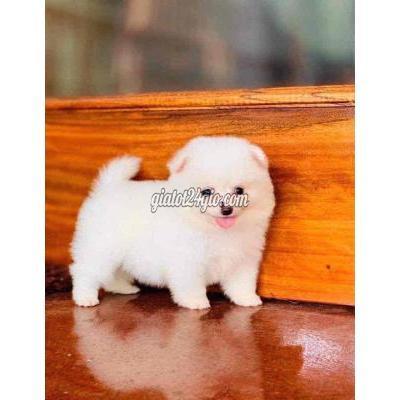 Chó Quận Hoàng Mai - Hà Nội Phốc Sóc Nhật Nhà Đẻ Mini Chó Quận Hoàng Mai - Hà Nội Phốc Sóc Nhật Nhà Đẻ Mini