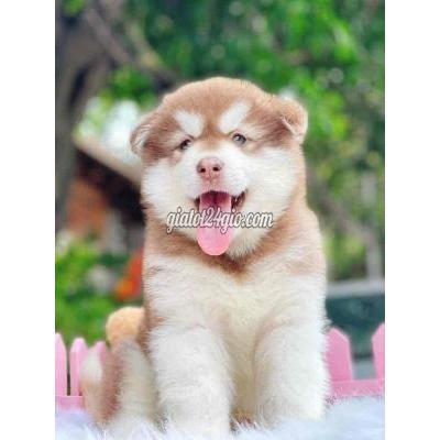 Chó Quận Hoàng Mai - Hà Nội Chó Alaska Nhà Đẻ Chó Quận Hoàng Mai - Hà Nội Chó Alaska Nhà Đẻ