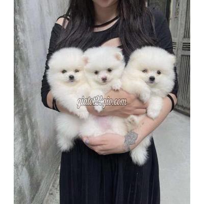 Chó Quận Cầu Giấy - Hà Nội Chó Phốc Sóc Mini Sih Sản Tại Nhà Chó Quận Cầu Giấy - Hà Nội Chó Phốc Sóc Mini Sih Sản Tại Nhà
