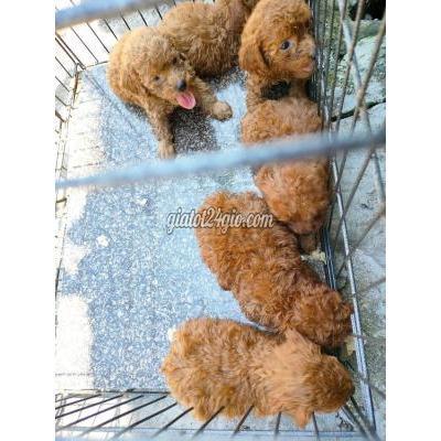 Chó Thành Phố Hưng Yên - Hưng Yên Poodle Nâu Đỏ Khét Lẹt,tìm Chủ. Chó Thành Phố Hưng Yên - Hưng Yên Poodle Nâu Đỏ Khét Lẹt,tìm Chủ.