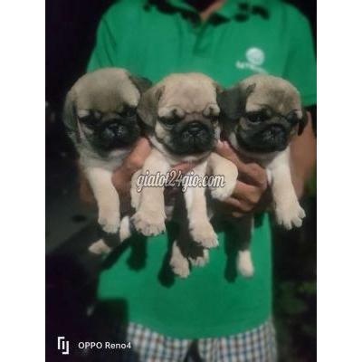 Chó Thành Phố Tân An - Long An Xệ Iu