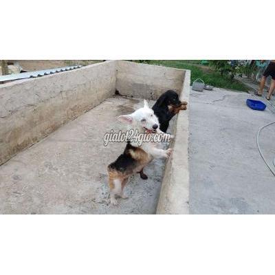 Chó Thành Phố Tân An - Long An Corgi, Chó Cái Mắt Xanh Lè Chó Thành Phố Tân An - Long An Corgi, Chó Cái Mắt Xanh Lè