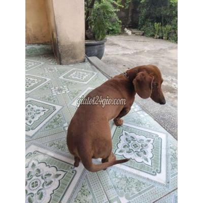Chó Thành Phố Nam Định - Nam Định Tìm Nhà Mới Cho Bé Lạp Xưởng Đực Chó Thành Phố Nam Định - Nam Định Tìm Nhà Mới Cho Bé Lạp Xưởng Đực