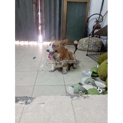 Chó Huyện Xuân Trường - Nam Định Do Công Việc Ko Có Điều Kiện Chăm Sóc Chó Chó Huyện Xuân Trường - Nam Định Do Công Việc Ko Có Điều Kiện Chăm Sóc Chó