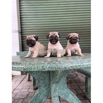 Chó Quận Bình Tân - Hồ Chí Minh Chó Pug Mặt Xệ Chân Lùn Mập Tịt Chó Quận Bình Tân - Hồ Chí Minh Chó Pug Mặt Xệ Chân Lùn Mập Tịt