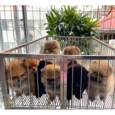 Chó Quận Bình Tân - Hồ Chí Minh Chó Phốc Thuần Chủng Đủ Màu Có Quà Tặng Kèm Chó Quận Bình Tân - Hồ Chí Minh Chó Phốc Thuần Chủng Đủ Màu Có Quà Tặng Kèm