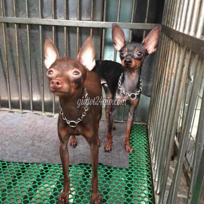 Chó Quận Bình Tân - Hồ Chí Minh Phối Giống Phốc Hưou Siêu Mini Bao Đậu Chó Quận Bình Tân - Hồ Chí Minh Phối Giống Phốc Hưou Siêu Mini Bao Đậu