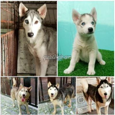 Chó Huyện Củ Chi - Hồ Chí Minh Trại Chó Hoàng Dũng Bán Husky Chó Huyện Củ Chi - Hồ Chí Minh Trại Chó Hoàng Dũng Bán Husky