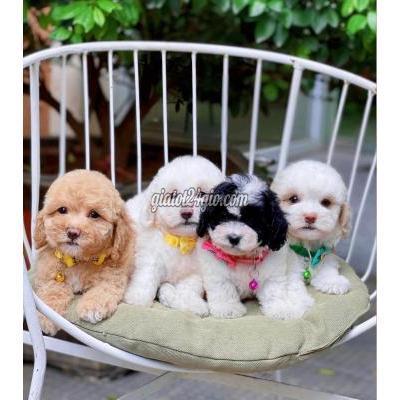 Chó Quận Bình Tân - Hồ Chí Minh Chó Poolde Đủ Màu Chó Quận Bình Tân - Hồ Chí Minh Chó Poolde Đủ Màu