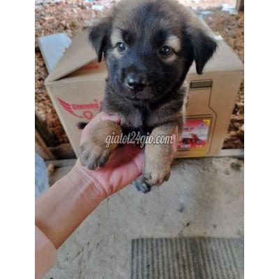 Chó Quận Gò Vấp - Hồ Chí Minh Bán Rẻ Ae Gấu Bắc Hà Dòng To,mập Ú Nu,khôn,ngoan