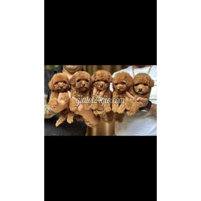 Chó Quận Gò Vấp - Hồ Chí Minh Thanh Lý Đàn Chó Poodle Nâu Đỏ Siêu Đẹp. Nhỏ Xíu Chó Quận Gò Vấp - Hồ Chí Minh Thanh Lý Đàn Chó Poodle Nâu Đỏ Siêu Đẹp. Nhỏ Xíu