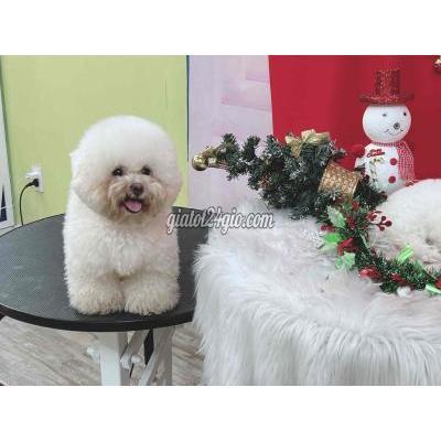 Chó Thành Phố Thủ Đức - Hồ Chí Minh Bé Trai Bichon Thuần Chủng Chó Thành Phố Thủ Đức - Hồ Chí Minh Bé Trai Bichon Thuần Chủng