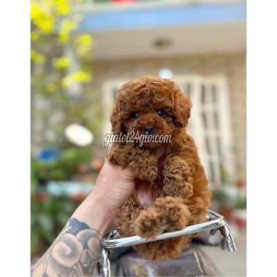 Chó Quận Bình Tân - Hồ Chí Minh Poodle Thuần Chủng