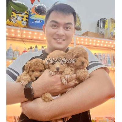 Chó Quận 7 - Hồ Chí Minh Hình Thật - Cún Thật - Poodle Thuần Chủng Chó Quận 7 - Hồ Chí Minh Hình Thật - Cún Thật - Poodle Thuần Chủng