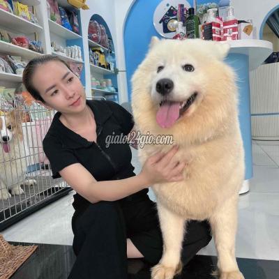 Chó Thành Phố Thủ Đức - Hồ Chí Minh Bé Chó Samoyed Cái To Bự Siêu Dễ Thương Chó Thành Phố Thủ Đức - Hồ Chí Minh Bé Chó Samoyed Cái To Bự Siêu Dễ Thương
