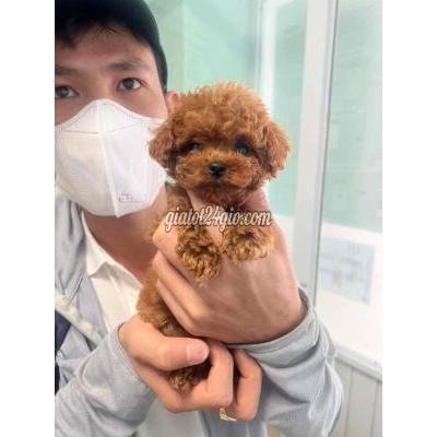 Chó Quận Tân Bình - Hồ Chí Minh Chó Nhà Đẻ Còn 3 Bé Size Nhỏ Chó Quận Tân Bình - Hồ Chí Minh Chó Nhà Đẻ Còn 3 Bé Size Nhỏ