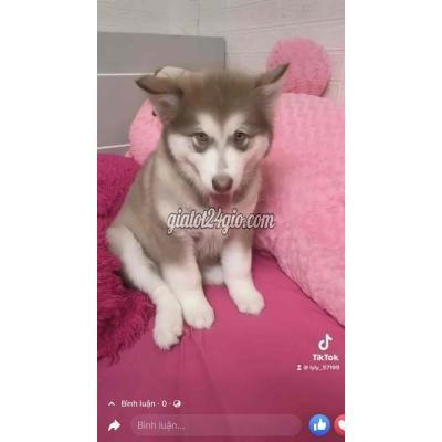 Chó Quận Tân Phú - Hồ Chí Minh Cần Bán Bé Alaska Hồng Phấn 3 Tháng Tuổi Tiêm Ngừ Chó Quận Tân Phú - Hồ Chí Minh Cần Bán Bé Alaska Hồng Phấn 3 Tháng Tuổi Tiêm Ngừ