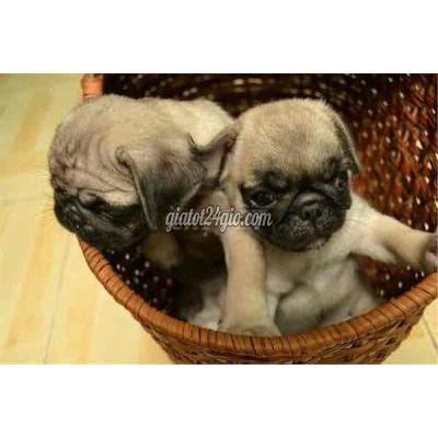Chó Quận Gò Vấp - Hồ Chí Minh Giống Chó Pug Mặt Xệ 2 Tháng Baby Chó Quận Gò Vấp - Hồ Chí Minh Giống Chó Pug Mặt Xệ 2 Tháng Baby