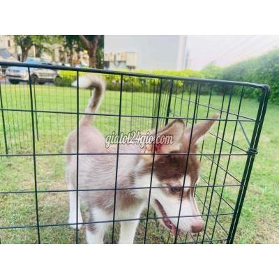 Chó Thành Phố Thủ Đức - Hồ Chí Minh Cần Bán 1 Bé Husky 3 Tháng Tuổi Tiêm Phòng Đầy Đủ Chó Thành Phố Thủ Đức - Hồ Chí Minh Cần Bán 1 Bé Husky 3 Tháng Tuổi Tiêm Phòng Đầy Đủ