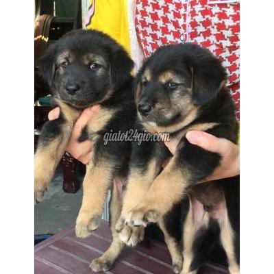 Chó Huyện Bình Chánh - Hồ Chí Minh Chó Becgie Đức F1 Bự Con Chó Huyện Bình Chánh - Hồ Chí Minh Chó Becgie Đức F1 Bự Con