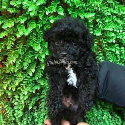 Chó Quận Gò Vấp - Hồ Chí Minh Chó Poodle Thuần Chủng 100% Giá Bán 1,5 Triệu Chó Quận Gò Vấp - Hồ Chí Minh Chó Poodle Thuần Chủng 100% Giá Bán 1,5 Triệu