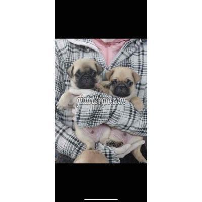 Chó Quận 12 - Hồ Chí Minh Chó Pug Mặt Xệ Chó Quận 12 - Hồ Chí Minh Chó Pug Mặt Xệ