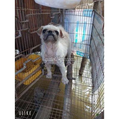 Chó Quận 6 - Hồ Chí Minh Bận Ko Chăm Sóc Đuoc Bé Chia Lạ Rẻ Cho Ae Nuôi Chó Quận 6 - Hồ Chí Minh Bận Ko Chăm Sóc Đuoc Bé Chia Lạ Rẻ Cho Ae Nuôi