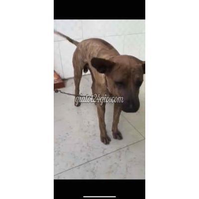 Chó Huyện Củ Chi - Hồ Chí Minh Phú Quốc Lai Thái Đực