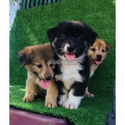 Chó Huyện Bình Chánh - Hồ Chí Minh Gấu Nhật Xù Lông Dày 2 Lớp Bên Ngoài Rất Đẹp