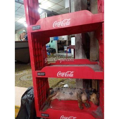 Chó Quận 7 - Hồ Chí Minh Lạp Xưởng Loan Rất Năng Động Thích Đi Xe Máy Chó Quận 7 - Hồ Chí Minh Lạp Xưởng Loan Rất Năng Động Thích Đi Xe Máy
