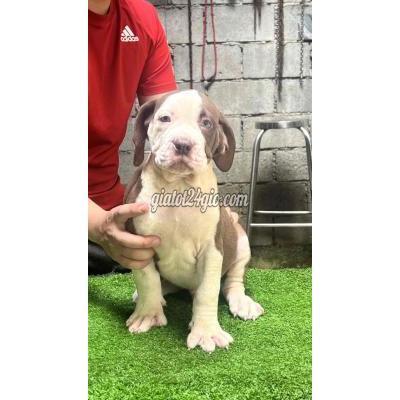 Chó Quận 12 - Hồ Chí Minh Chó Bandog Thailand Chó Quận 12 - Hồ Chí Minh Chó Bandog Thailand