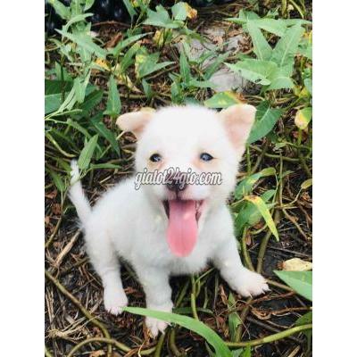 Chó Huyện Bình Chánh - Hồ Chí Minh Chó Phóc Sóc Lai Nhật Chó Huyện Bình Chánh - Hồ Chí Minh Chó Phóc Sóc Lai Nhật