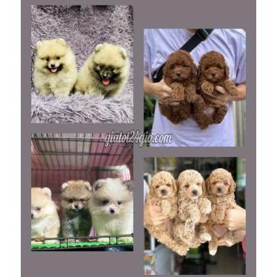 Chó Quận Phú Nhuận - Hồ Chí Minh Chó Poodle Tiny & Pom ( Phốc Sóc) ___ Nhà Đẻ