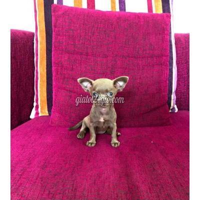 Chó Quận Bình Tân - Hồ Chí Minh Chihuahua Cái, Màu Lilac Siêu Cưng, Bảo Hành Đủ