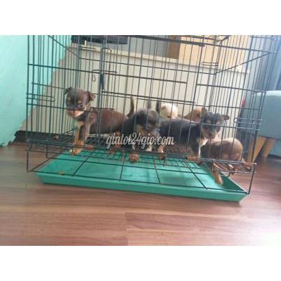 Chó Thành Phố Thủ Đức - Hồ Chí Minh Cún Bố Phốc Hưu Nhảy Trộm Mẹ Chihuahua Thuần Chó Thành Phố Thủ Đức - Hồ Chí Minh Cún Bố Phốc Hưu Nhảy Trộm Mẹ Chihuahua Thuần