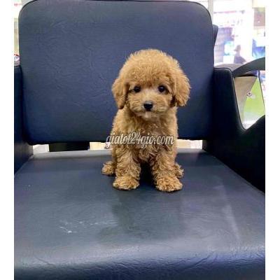Chó Quận Gò Vấp - Hồ Chí Minh Poodle Nhà Đẻ Thuần Chủng Chó Quận Gò Vấp - Hồ Chí Minh Poodle Nhà Đẻ Thuần Chủng