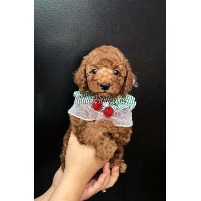 Chó Quận Gò Vấp - Hồ Chí Minh Chó Poodle Nâu Đỏ Thuần Chủng , Giá Bán 2 Triệu Chó Quận Gò Vấp - Hồ Chí Minh Chó Poodle Nâu Đỏ Thuần Chủng , Giá Bán 2 Triệu