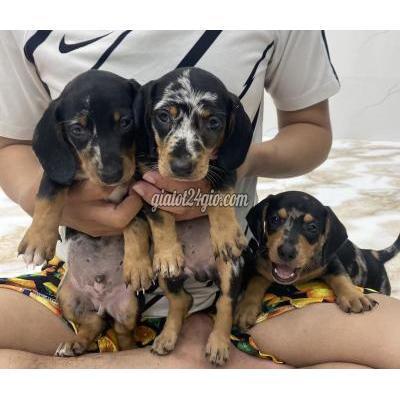 Chó Huyện Bình Chánh - Hồ Chí Minh Chó Lạp Xưởng Thuần Chủng Mắt Xanh Chó Huyện Bình Chánh - Hồ Chí Minh Chó Lạp Xưởng Thuần Chủng Mắt Xanh