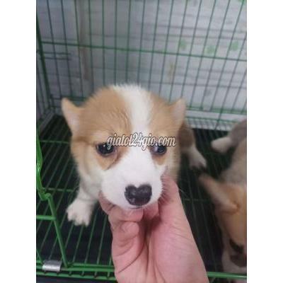 Chó Quận Bình Tân - Hồ Chí Minh Cho Corgi Nhà Đẻ Chó Quận Bình Tân - Hồ Chí Minh Cho Corgi Nhà Đẻ