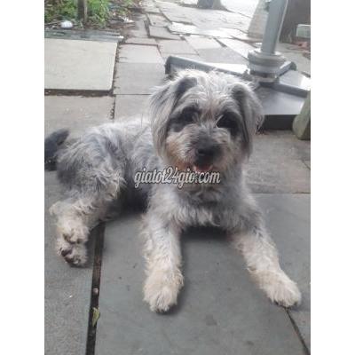 Chó Thành Phố Thủ Đức - Hồ Chí Minh Cún Xinh Tìm Chủ Yêu Thương Chó Thành Phố Thủ Đức - Hồ Chí Minh Cún Xinh Tìm Chủ Yêu Thương