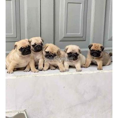 Chó Quận Bình Tân - Hồ Chí Minh Pug Lùn Chó Quận Bình Tân - Hồ Chí Minh Pug Lùn
