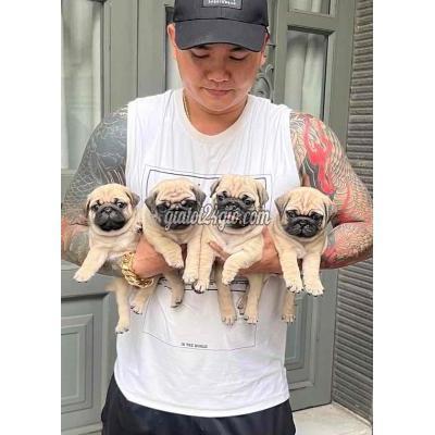 Chó Quận Bình Tân - Hồ Chí Minh Pug Heo Chân Lùn Chó Quận Bình Tân - Hồ Chí Minh Pug Heo Chân Lùn